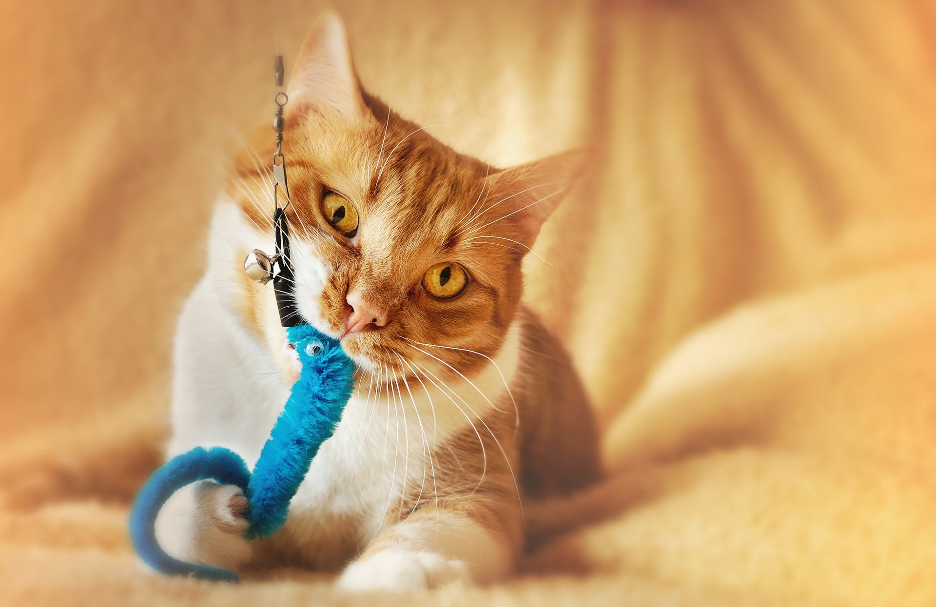 Juguetes para gatos