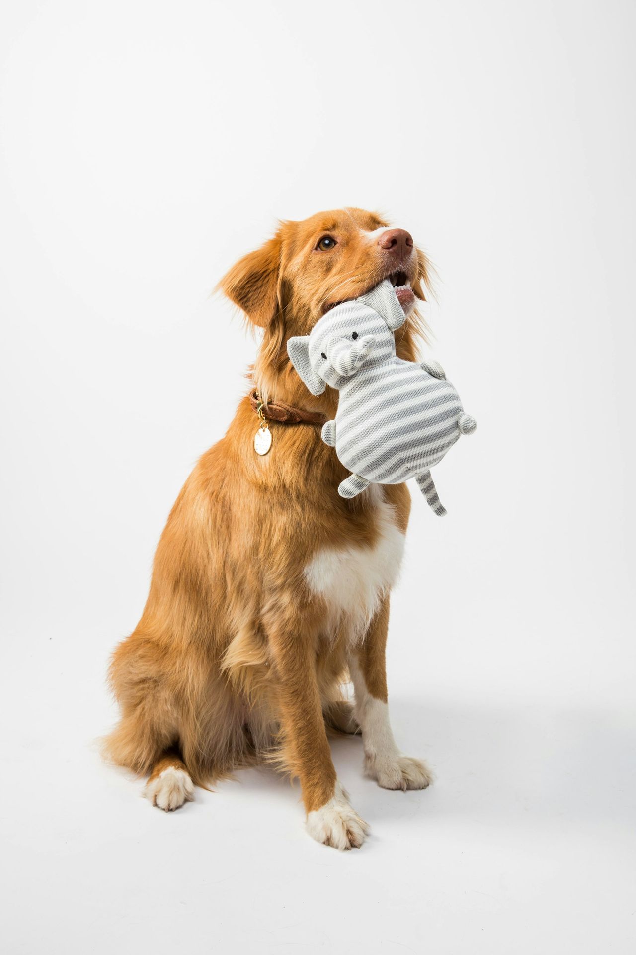Juguetes para perros
