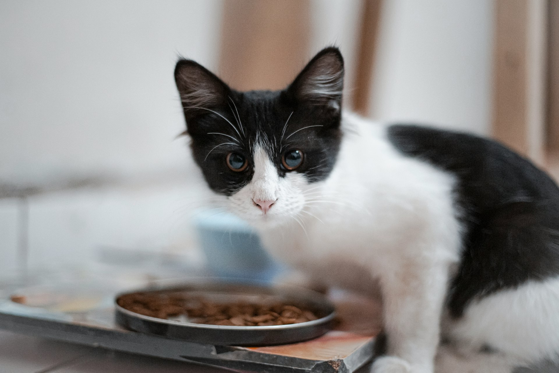 Comida para gatos