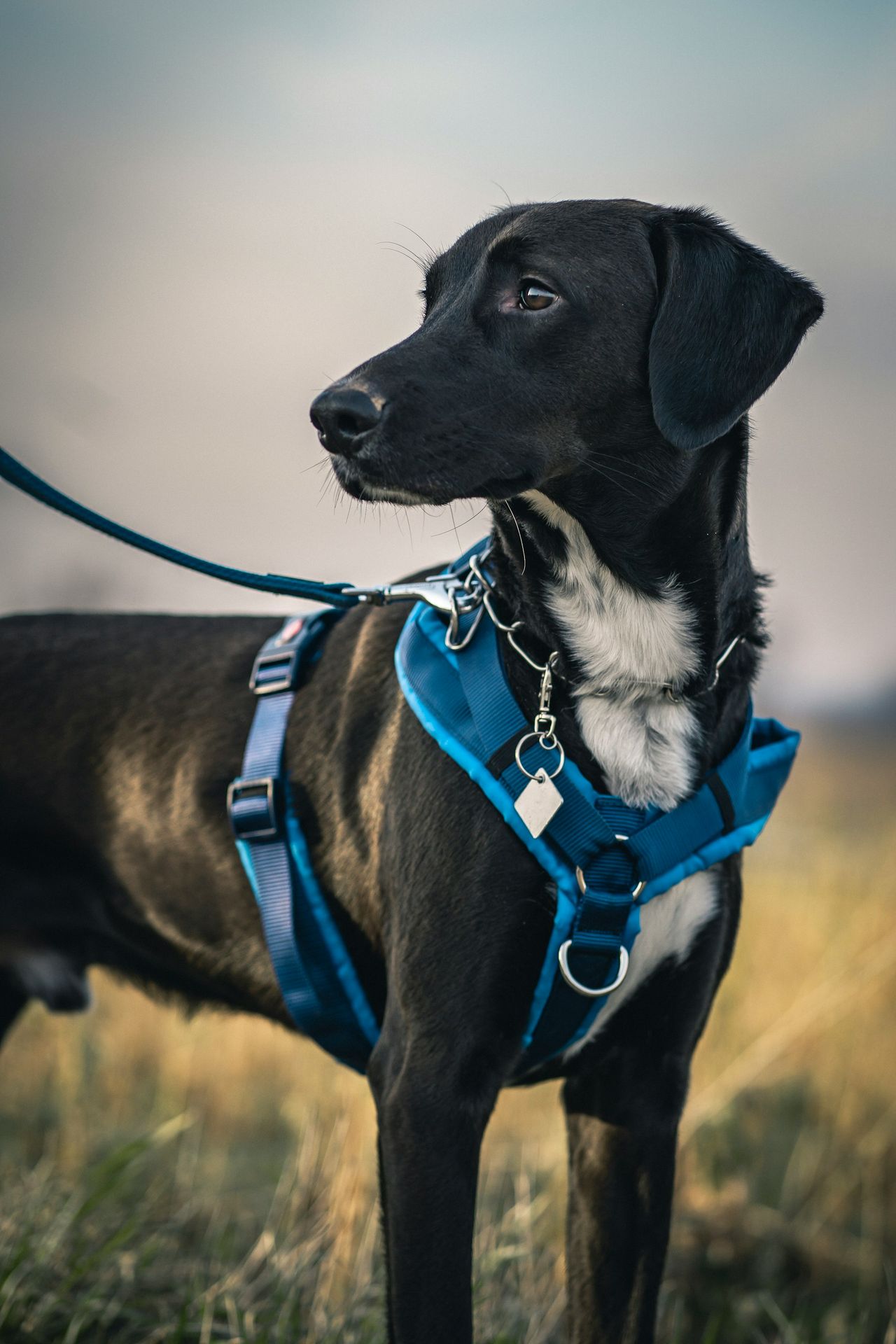 black short coat medium sized dog with blue and white scarf