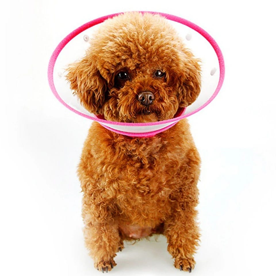Collar isabelino boton L