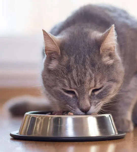 foto-produto-gato.webp