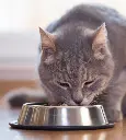 foto-produto-gato.webp