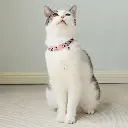 S7f9f847fb8f64df093bd3b2f1571fbdf4.webp