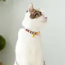 S664661198019482b947638017b2d70fce.webp