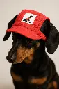 Dachshund con gorra roja y parche.webp