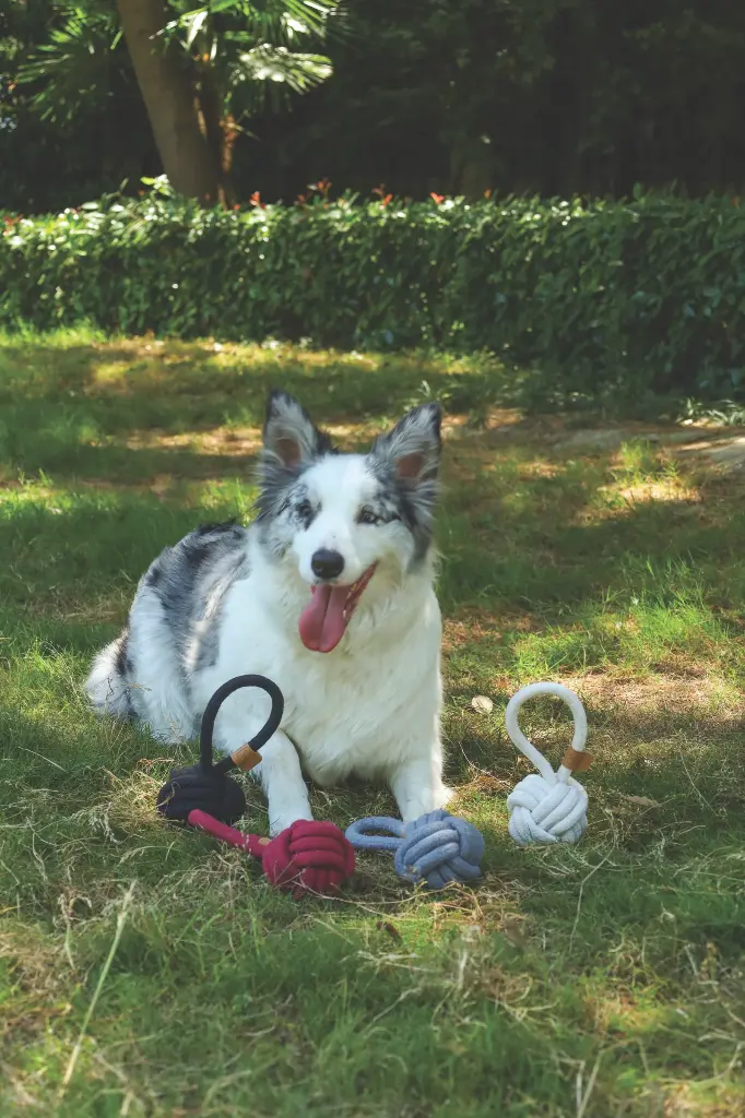 M-PETS_COTO_Eco-rope-dog-toys_10662305_10651913_10647108_10646801_Red-Loop-Ball_Grey-Loop-Ball_Black-Loop-Ball_White-Loop-Ball_8-cm_Lifestyle_Outdoor_with-dog_VER_CMYK_02-2000x3000.webp