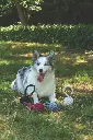 M-PETS_COTO_Eco-rope-dog-toys_10662305_10651913_10647108_10646801_Red-Loop-Ball_Grey-Loop-Ball_Black-Loop-Ball_White-Loop-Ball_8-cm_Lifestyle_Outdoor_with-dog_VER_CMYK_02-2000x3000.webp