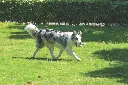 M-PETS_COTO_Eco-rope-dog-toys_10646801_White-Loop-Ball_8-cm_Lifestyle_Outdoor_with-dog_HOR_CMYK_03-2000x1333.webp