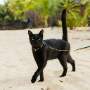 coleira_para_gatos_para_gato_p_poliester_cachorreiros_92429064_7d0b_600x600.webp