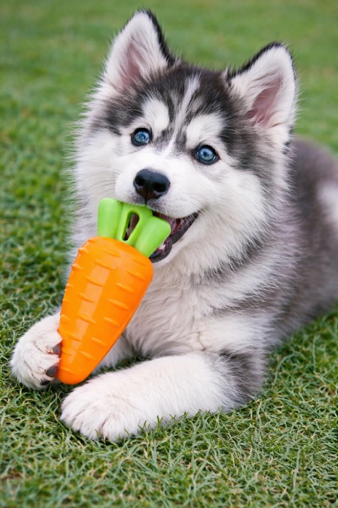 [DY-65] Juguete verdura con forma de zanahoria