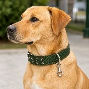 Collar Reforzado con Destorcedor
