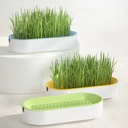 Kit para Cultivar Pasto para Gatos