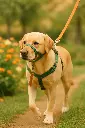 Dogal/Bozal Educativo para perros